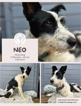 Neo - Charmanter schwarz-weißer Wuschel - Brühl (Nordrhein-Westfalen)