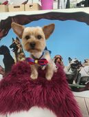 Yorkshire Terrier sucht ein liebevolles neues Zuhause in 13435