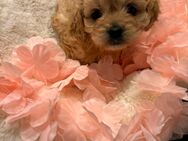 Cavapoo Prinzessin - Wiesbaden Kastel