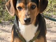 Aranka sucht ein Zuhause - Elsenfeld