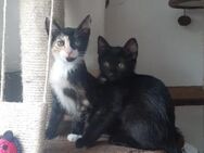 💞zauberhafte Kitten - Nala & Betty💞 - Eislingen (Fils)