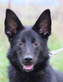 Chica - lieb & nett - Lohmar