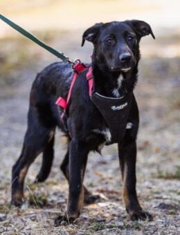 Dora 💗 großer Fellschatz auf 4Pfoten - Hamburg