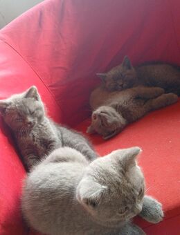 Britischen Kurzhaar Kitten 1x weiblich, 1x männlich - Nörvenich
