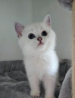 BKH kitten mit schönen blauen Augen - Detmold