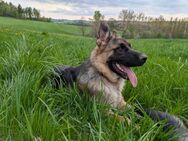 Altdeutsche Schäferhundwelpen , Schäferhunde - Frauenstein