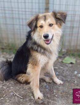 Soricel möchte dein Herz erobern! 🐕 - Spenge