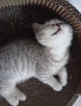 BKH Katerchen Silver Tabby - Heldrungen