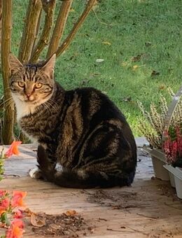 Junge Katze - Gefell (Thüringen)