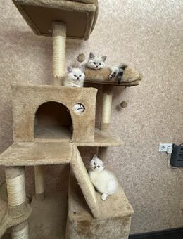 Noch 4 bkh kitten übrig - Gelsenkirchen