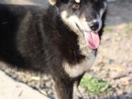 Husky-Mix♥Khan♥ fit, freundlich + klug - Hamburg