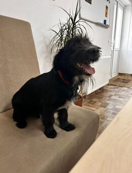 Polo - Kleiner Wirbelwind sucht Zuhause - Schlitz