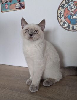 BKH Weibchen Nala sucht neues Zuhause - Duisburg