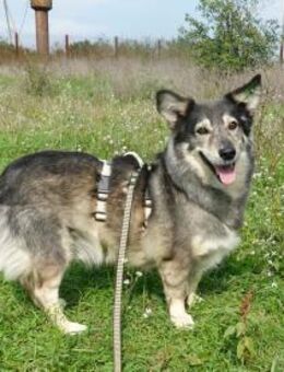 Mischa sucht ein neues Zuhause - Kleinostheim