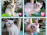 Britisch kurzhaar Kitten mit Stammbaum - Forchheim (Baden-Württemberg)