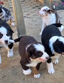 Sehr schöne reinrassige Australien Shepherd mini Welpen in 13125