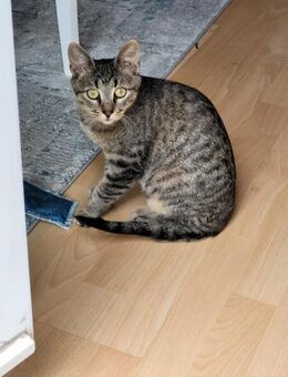 Kater Akari sucht sein Zuhause - Margetshöchheim