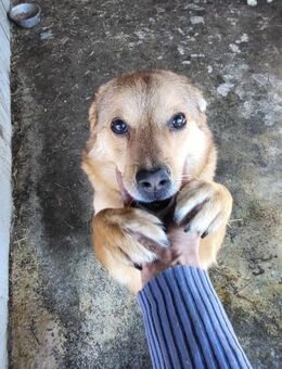 Rüde Yuri sucht liebe Menschen - Neuhausen (Fildern)