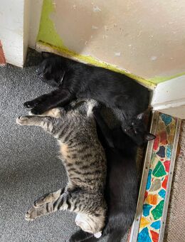 Noch 1 junge Hauskatze, sucht ein neues zu Hause - Drei Gleichen