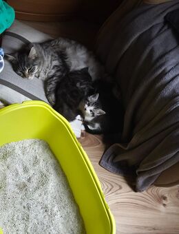 Main coon kittem - Kemnitz