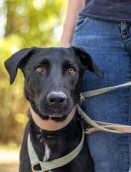 Hektor, zarter Hundemann, ca. 3 Jahre, c - Vaterstetten