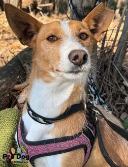 Vincent, liebevoller Podenco-Mix - Talkau