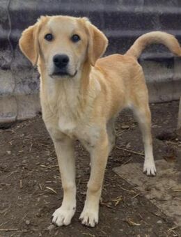 Hauke schüchtern & lieb - Kallmünz