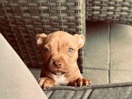 American Bully Hündin sucht bestes Zuhause! - Warendorf