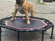 Presa Canario Rüde in gute Hände abzugeben - Gevelsberg