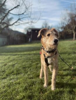 Paul-LM, Herzensbrecher sucht Familie! - Neustadt (Rübenberge)