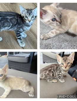 Bengal kitten Silber oder Snow Lynx Reinrassig - Dortmund