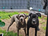 Cane Corso Mischlingswelpen - Grünberg