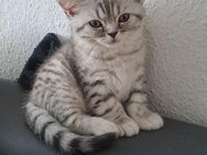 Süsse Bkh kitten - Gelsenkirchen Schalke-Nord