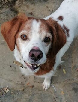 Giotto - fröhlicher quirliger Bretone - Würzburg