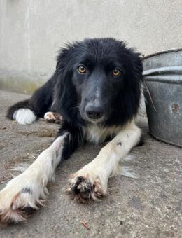 Sanfter Border Collie Mix- Ava - Ellerbek