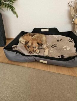 Anhängliche MAJA sucht DRINGEND 🆘🆘🆘 - München
