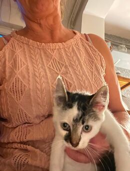 Katzenkitten (männlich)sucht ein zu hause - Mittelangeln