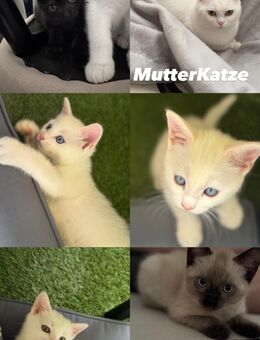 Verspielte kitten warten auf ihre herzensmenschen - Moers