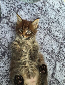 6 Zuckersüsse Maine Coons - Todtenweis