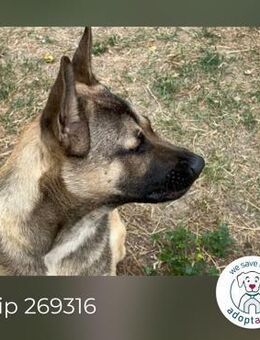 Chip 269316: Verspielter Schäferhund-Aki - Kirchzell