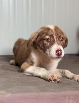 🐾 Fröhliches Welpenmädchen Joy 🧡 - Eislingen (Fils)