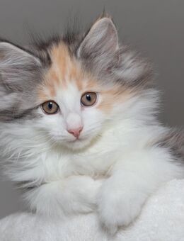 Norwegische Waldkatzen Kitten mit Stammbaum - Chemnitz