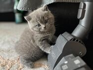 Reinrassige BKH kitten - Leverkusen