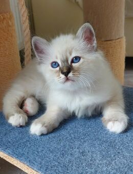 Heilige Birma Kitten - Marl (Nordrhein-Westfalen)