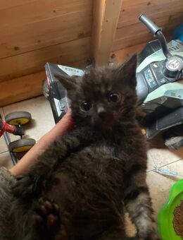 Katzen - Bad Peterstal-Griesbach