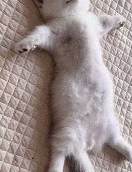 britisch kurz haar kitten - Hannover