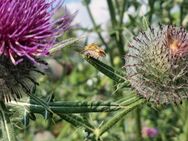 Wollkopf- Kratzdistel (Cirsium eriophorum) - Horgenzell