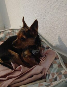 Yorkshire Terrier + Russkie Toy Terrier mischling sucht neues Zuhause - Düsseldorf