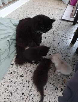 Katzenbabys NWK und Siam Mischlinge - Wesseling Zentrum