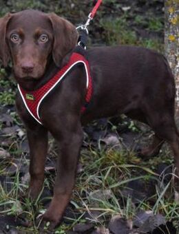 Kelly - fröhlicher Junghund - Süderbrarup